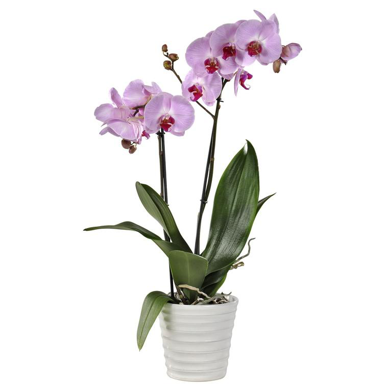 Orchid e Phalaenopsis 2 Branches Botanic En Pot 12 Cm Botanic orchid-e-phalaenopsis-2-branches-botanic-en-pot-12-cm-botanic