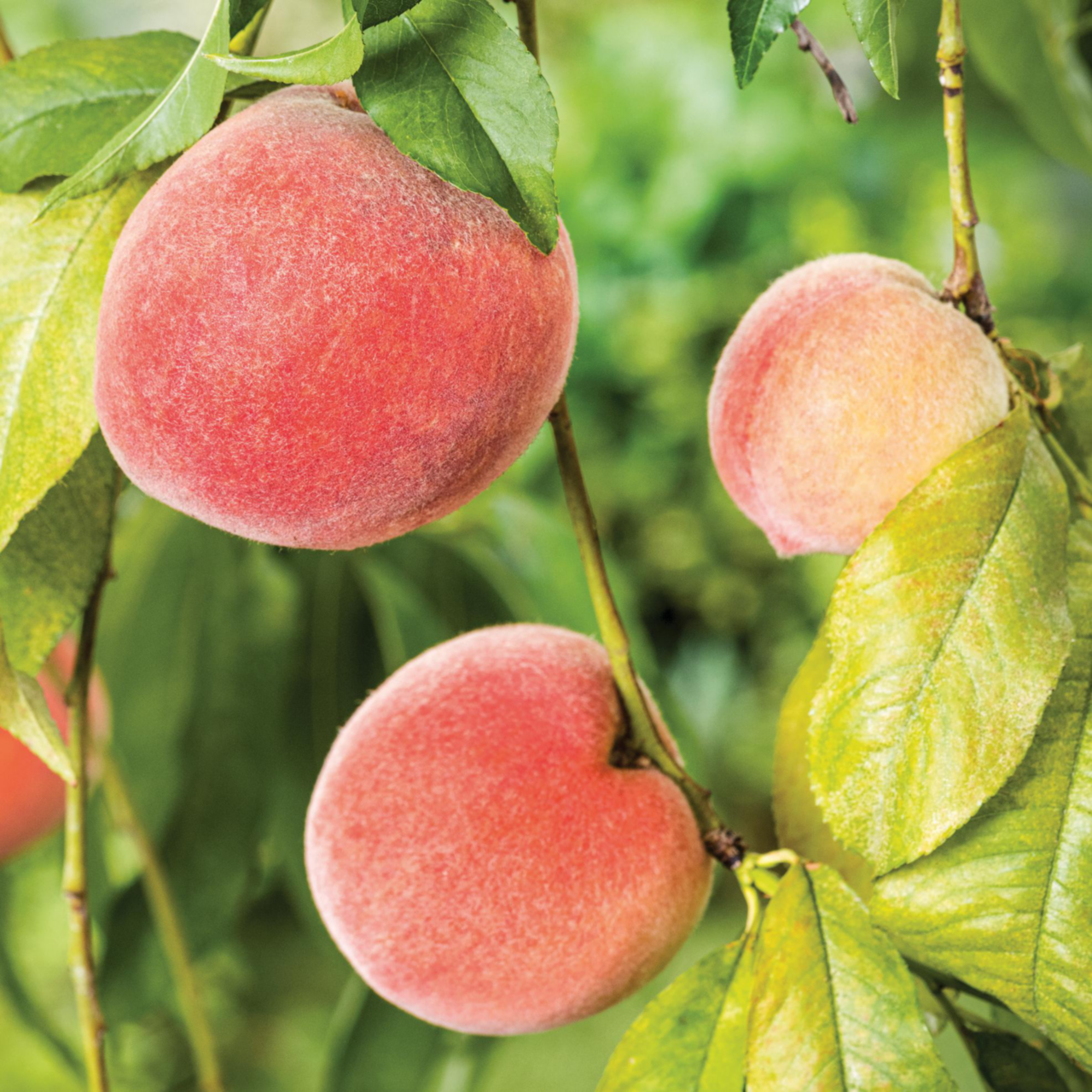 Pecher Amsden Bio. Le pot de 12 litres
