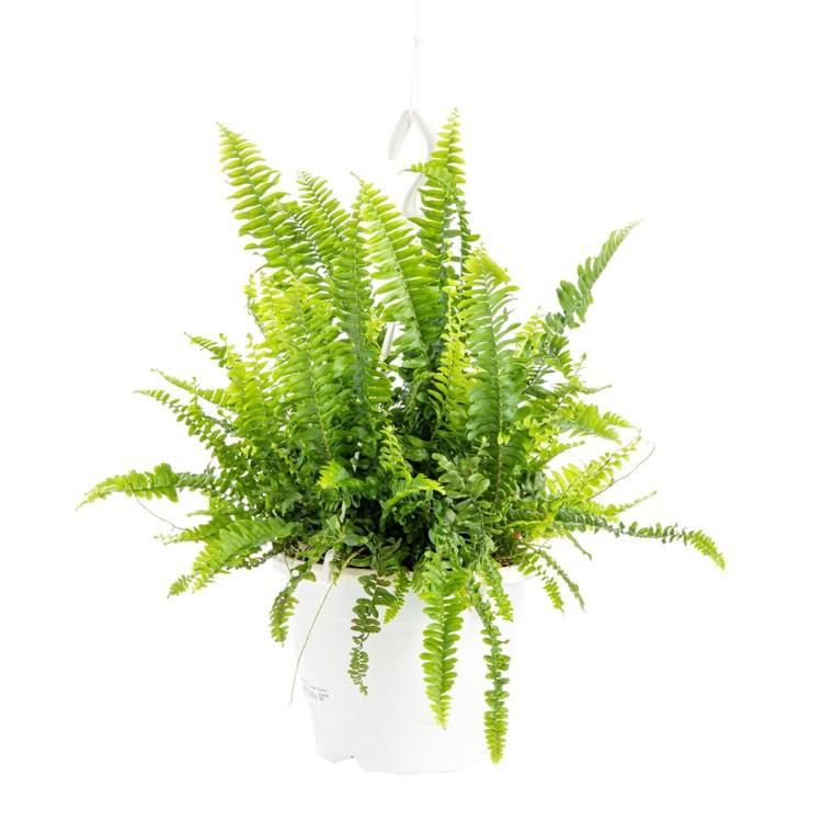 Fougère De Boston En Pot 25-35cm - Plante D'Intérieur Facile Pour Débutants