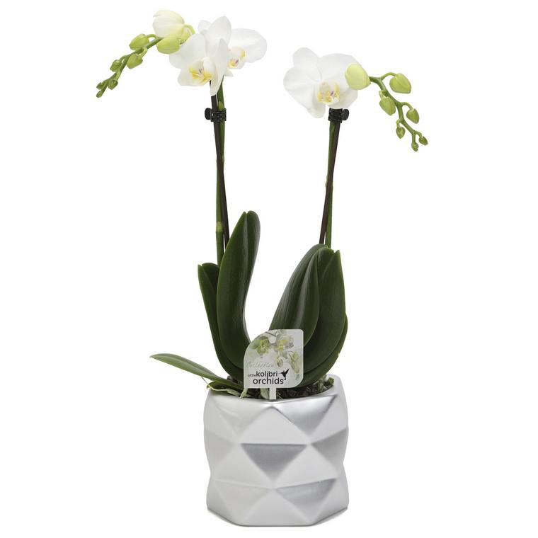Orchid e Phalaenopsis 2 Branches Botanic Avec Son Cache pot orchid-e-phalaenopsis-2-branches-botanic-avec-son-cache-pot