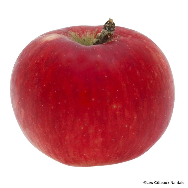 Pomme Akane bio de France Prix au kg botanic® — free download