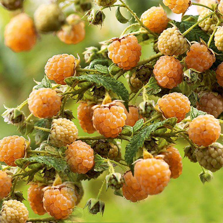 Détail d'un produit