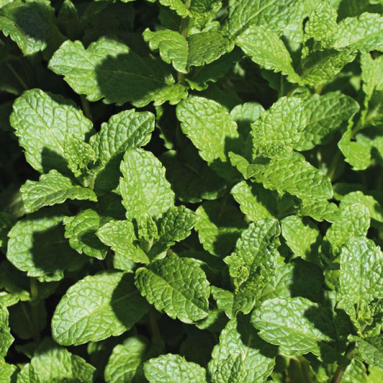 Détail d'un produit