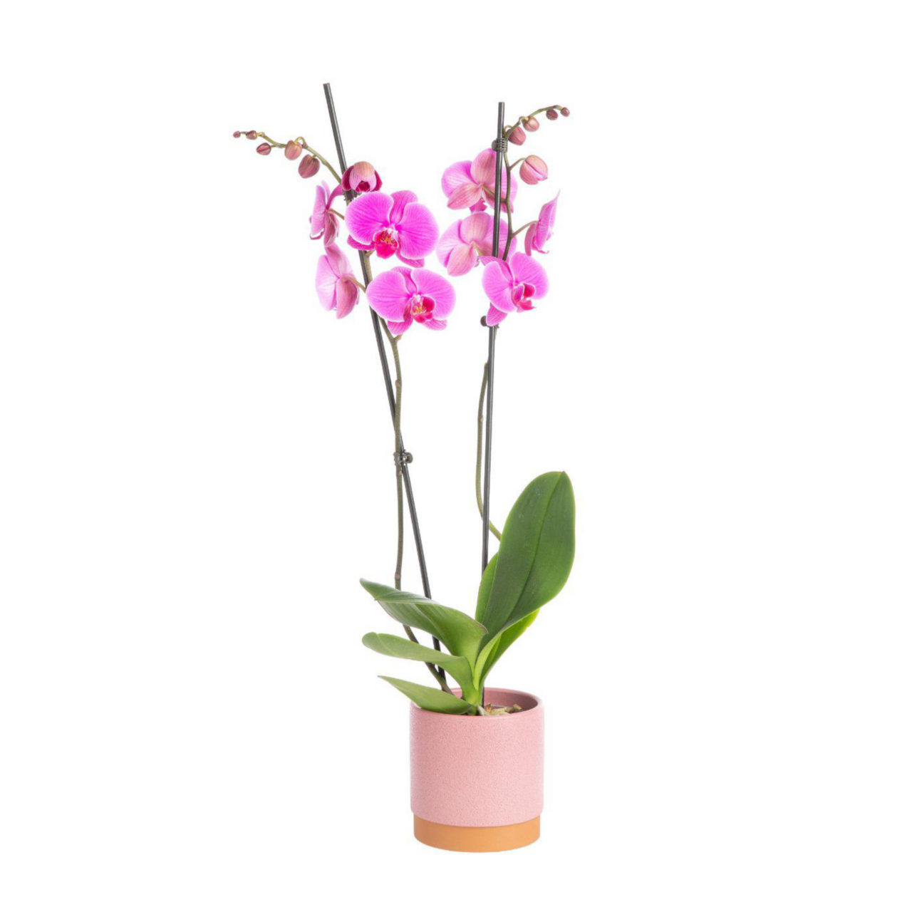 Orchid e Phalaenopsis 2 Branches Avec Cache pot 9 Cm Botanic orchid-e-phalaenopsis-2-branches-avec-cache-pot-9-cm-botanic