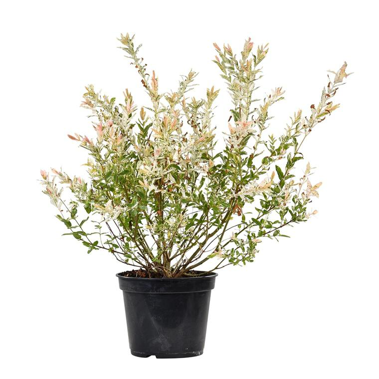 Plant In A Box - Saule Crevette - Salix Integra 'Flamingo