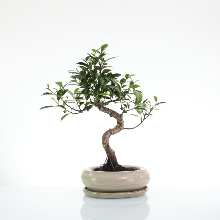 Arbre Bonsai Debutant Bonsaï Ficus En Pot Céramique - Environ 9 Ans - 30-35 Cm - Parfait Débutant Bonsai Lego