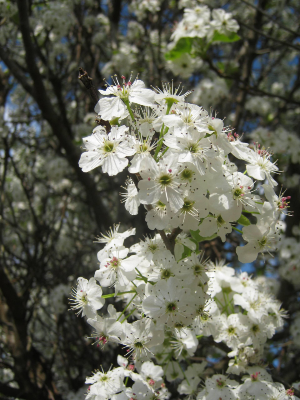 Poirier à Fleurs Chanticleer. Le pot de 30 litres botanic® — free download