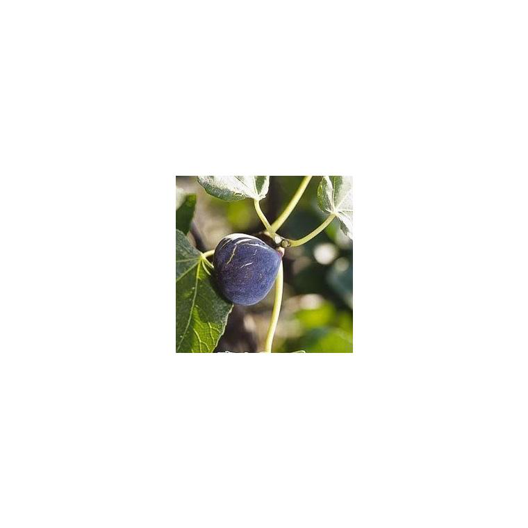 Figuier Ancien Colummaro Noir - Plante Fruitière En Pot, Déjà âgée De 4 Ans, Idéale Pour Jardin Ou Terrasse - 5