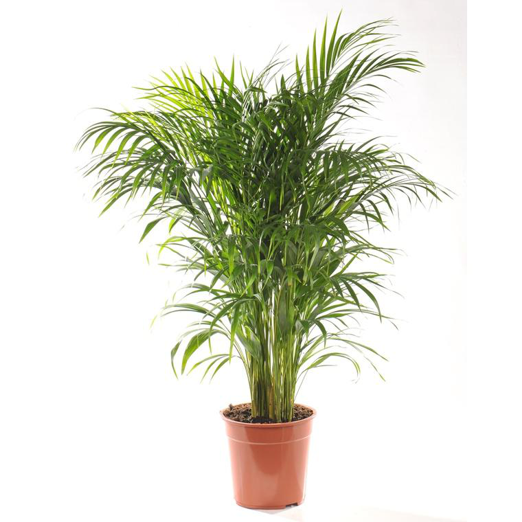 Détail d'un produit