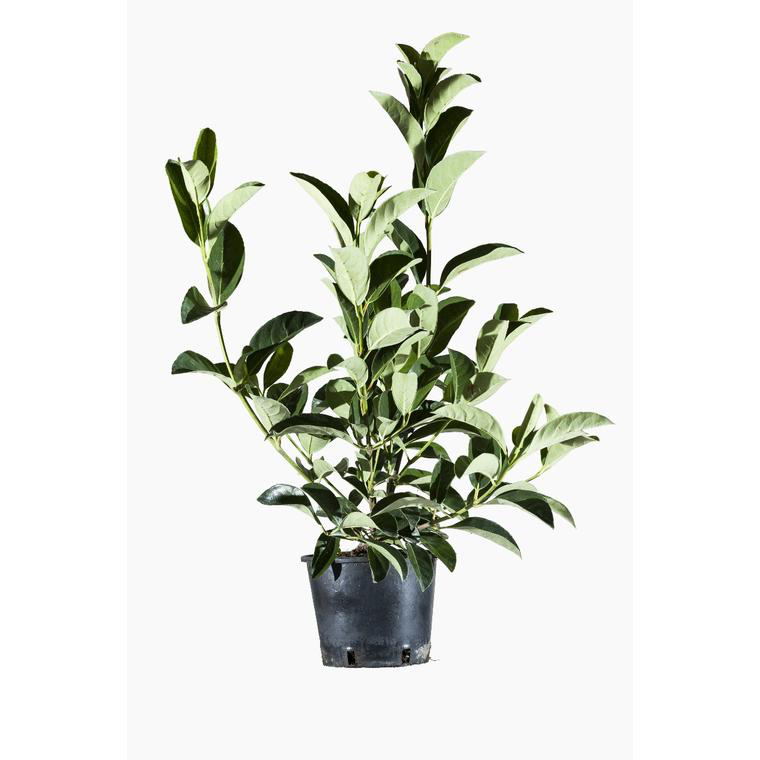 KENTIS Viburnum Lucidum - Viorne Sempervirens Haie - Plante Extérieur H 125-150 Cm Pot 30 Cm