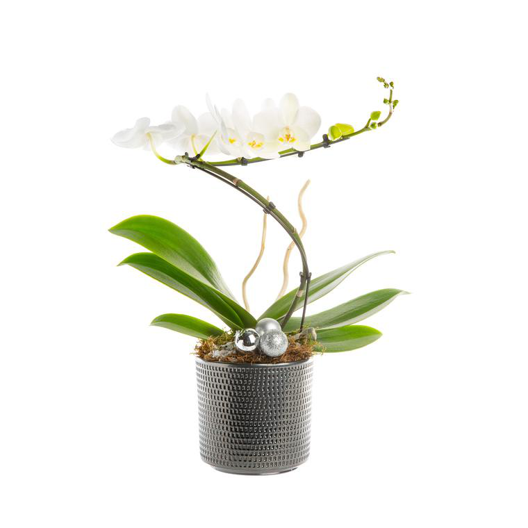 SKU Slip Coton Floral Blanc Cassé