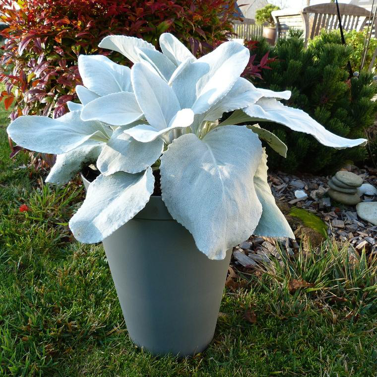 Senecio Angel Wings en pot de 4 L