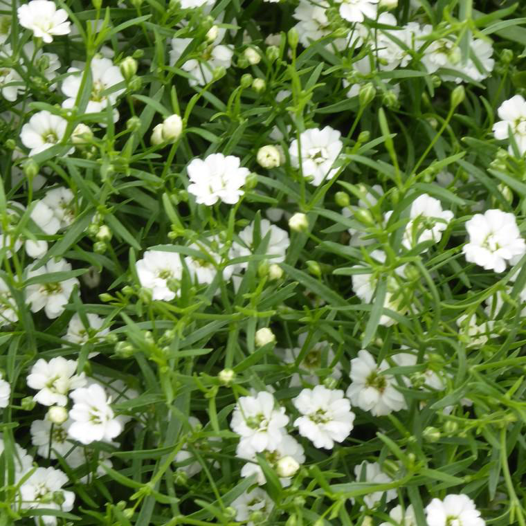 Gypsophile vivace à fleurs blanches - Le pot de 3 litres