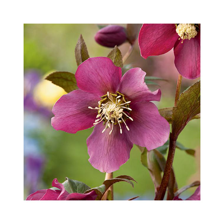 Rose De Nol Rouge