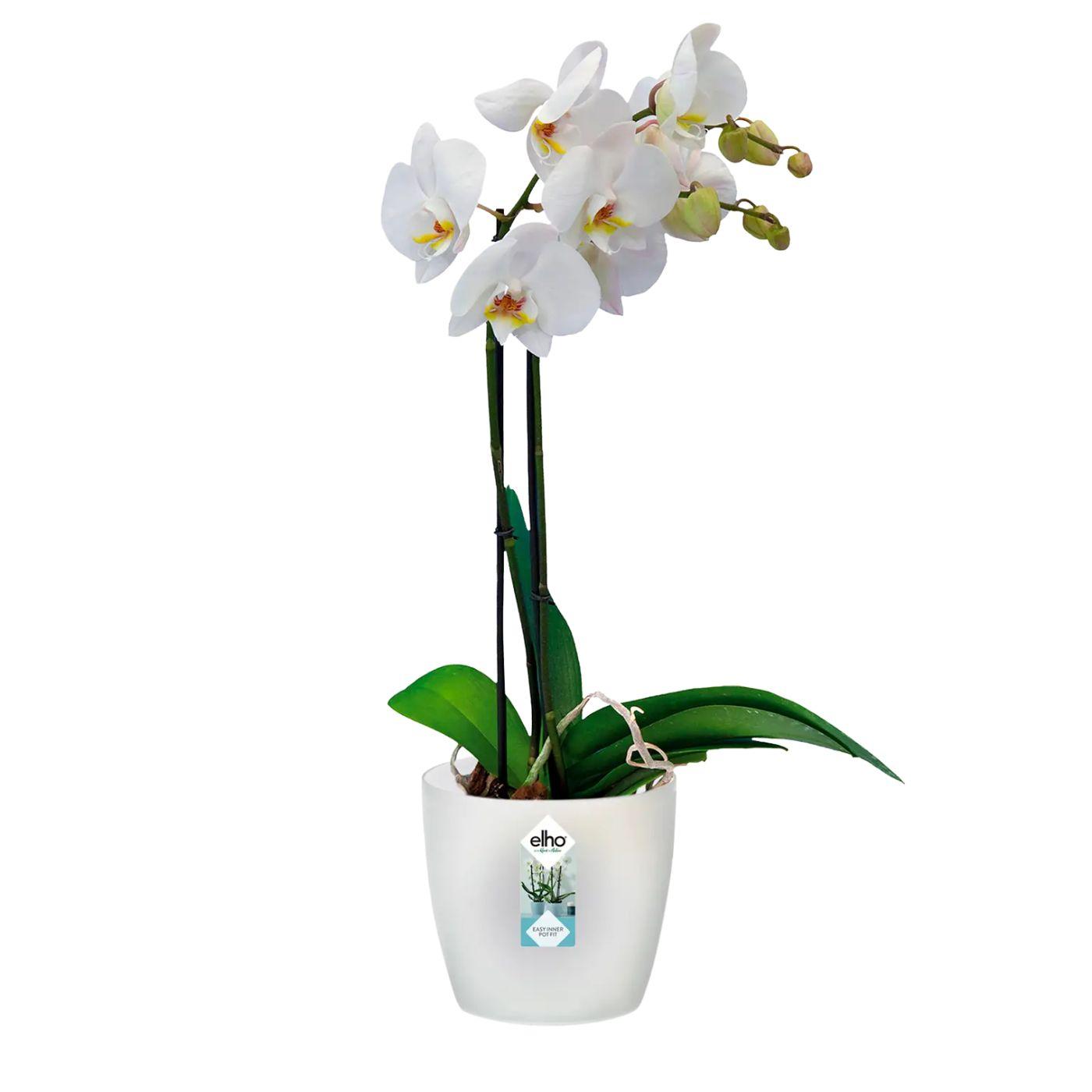 Brussels Orchideé Haut 12.5 - Pot De Fleurs Pour Intérieur - 12.5 X H