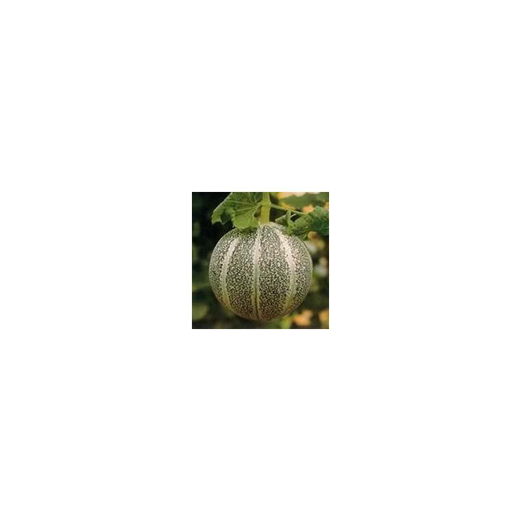 Melon Petit Gris De Rennes Bio. Le pot de 10,5 cm botanic® — free download