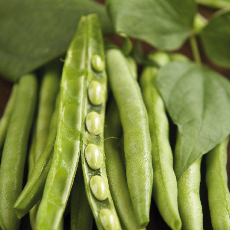 Feve Bio. La barquette de 3 plants