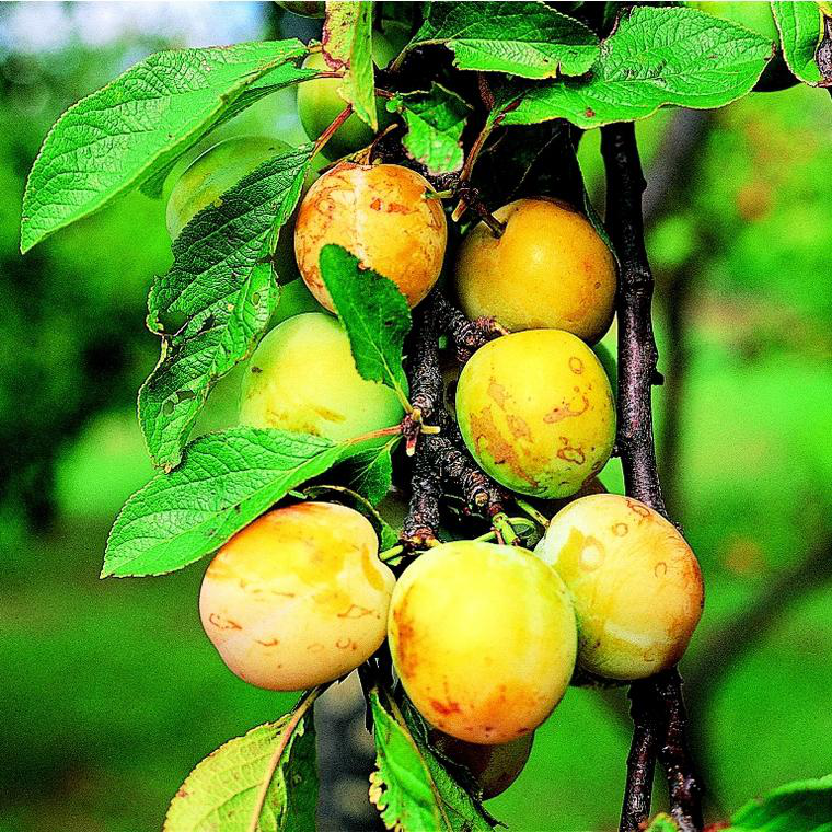 Prune 