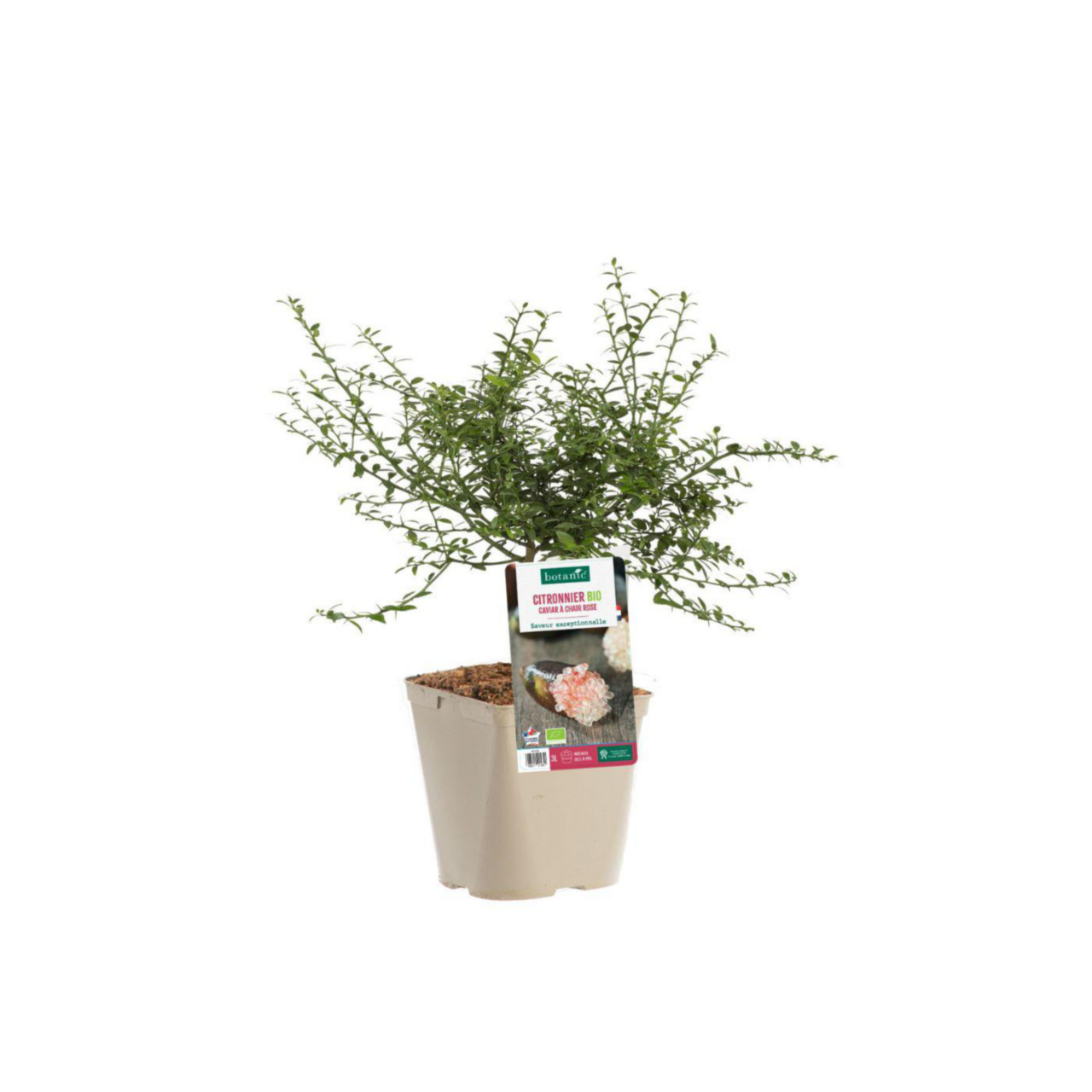 Citronnier Caviar rose bio botanic®. Le pot de 3 litres