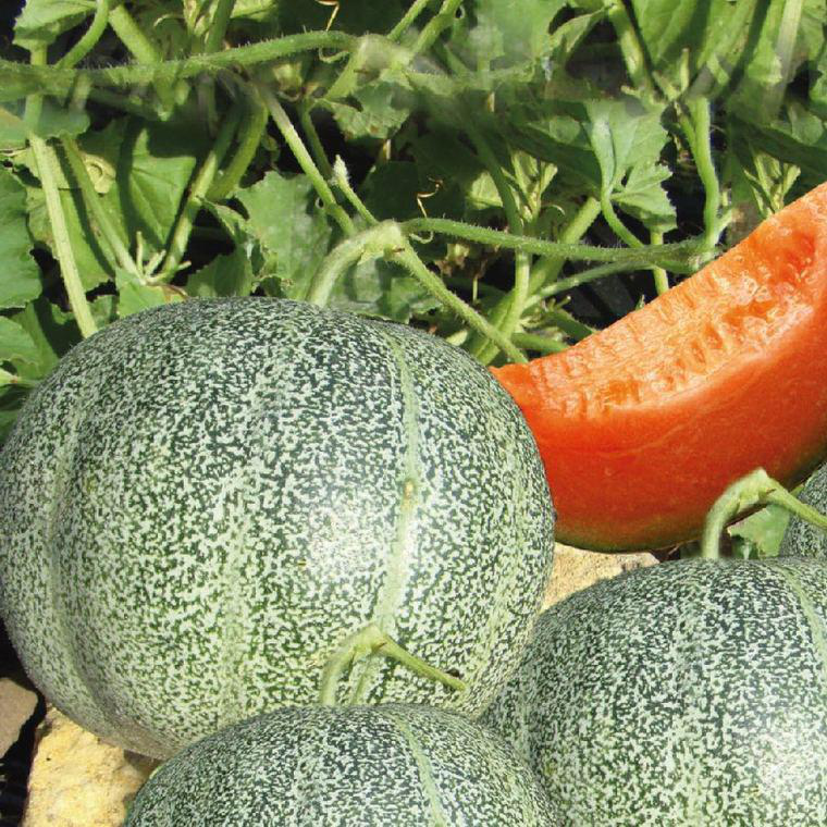 Melon Petit Gris De Rennes Bio. Le pot de 10,5 cm botanic® — free download