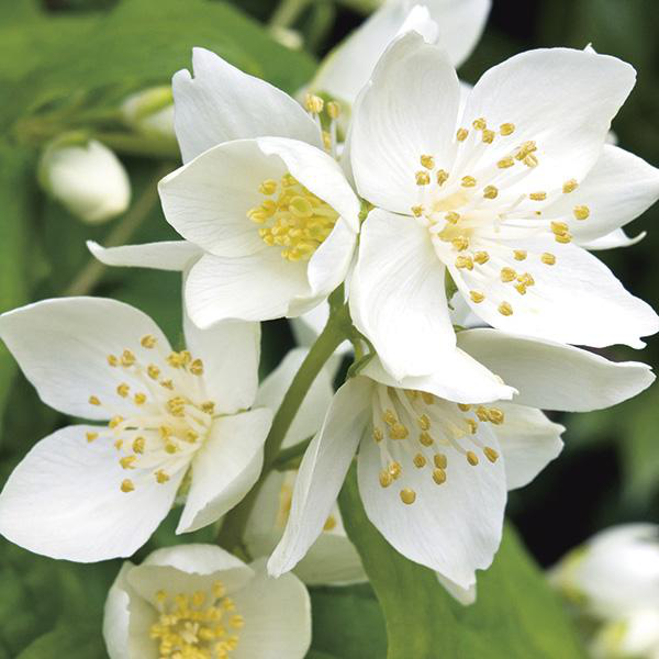 Seringat (Jasmin des poètes) Le pot de litres