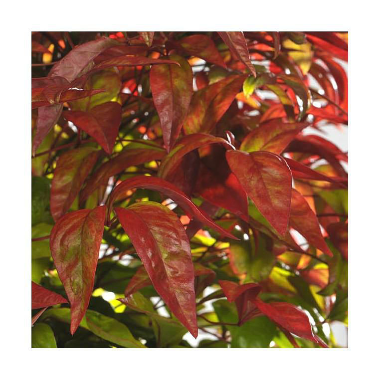 Nandina Tuscan Flame rouge en pot