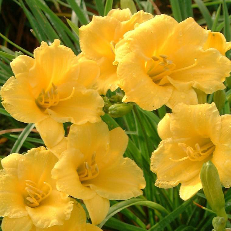 Hémérocalle stella de oro jaune en pot de 2 L botanic®