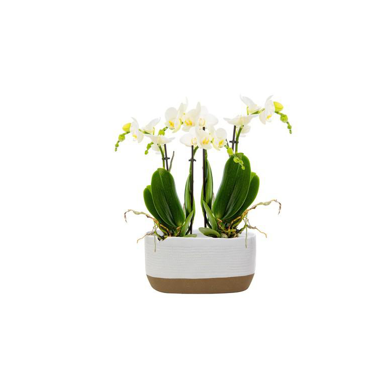 Phalaenopsis 2 Branches Jardini re 9 X 22 Cm Botanic phalaenopsis-2-branches-jardini-re-9-x-22-cm-botanic
