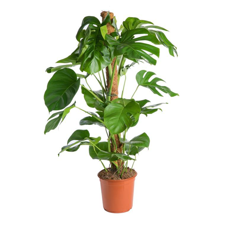 Philodendron pertusum en pot  24 cm | botanic