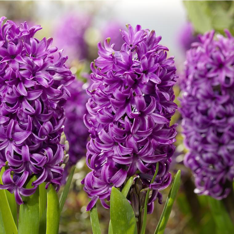 Jacinthe Purple Sensation Le Godet Botanic jacinthe-purple-sensation-le-godet-botanic