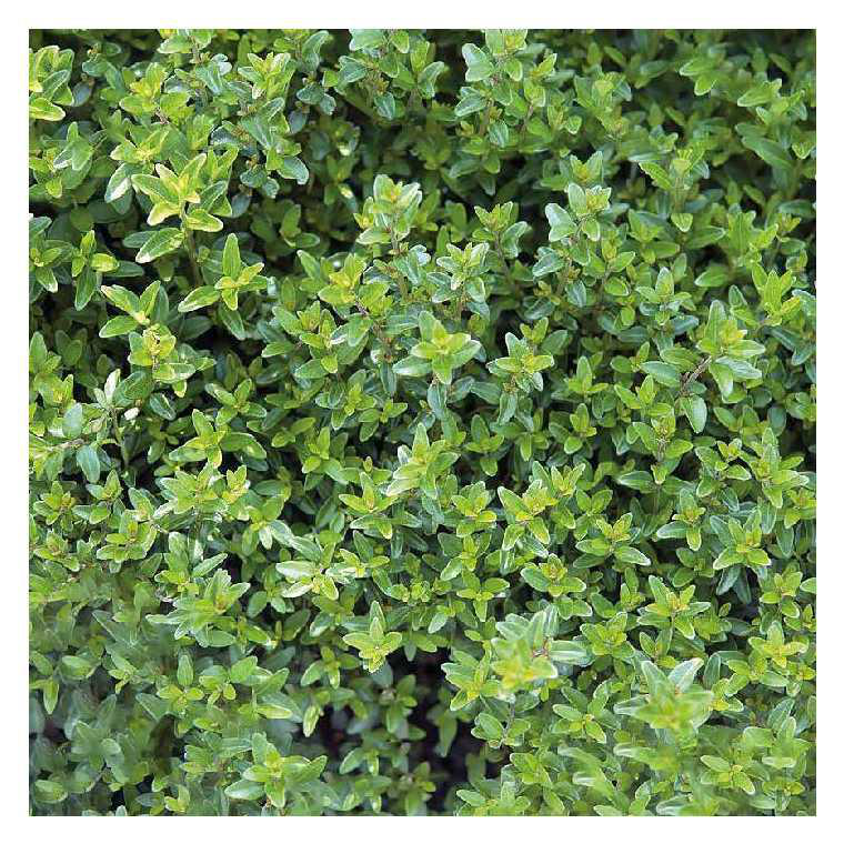 Lonicera Nitida 'Maigrün' - Lot De 12 Plants Pour Haie Persistante - Rustique Et Facile D'entretien