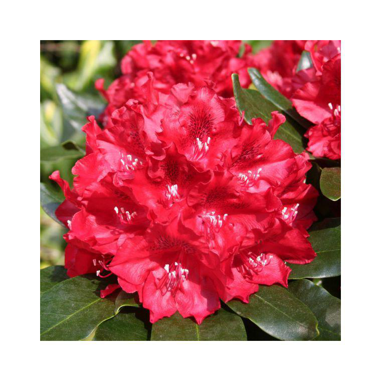 Rhododendron Cherry Kiss rouge | botanic