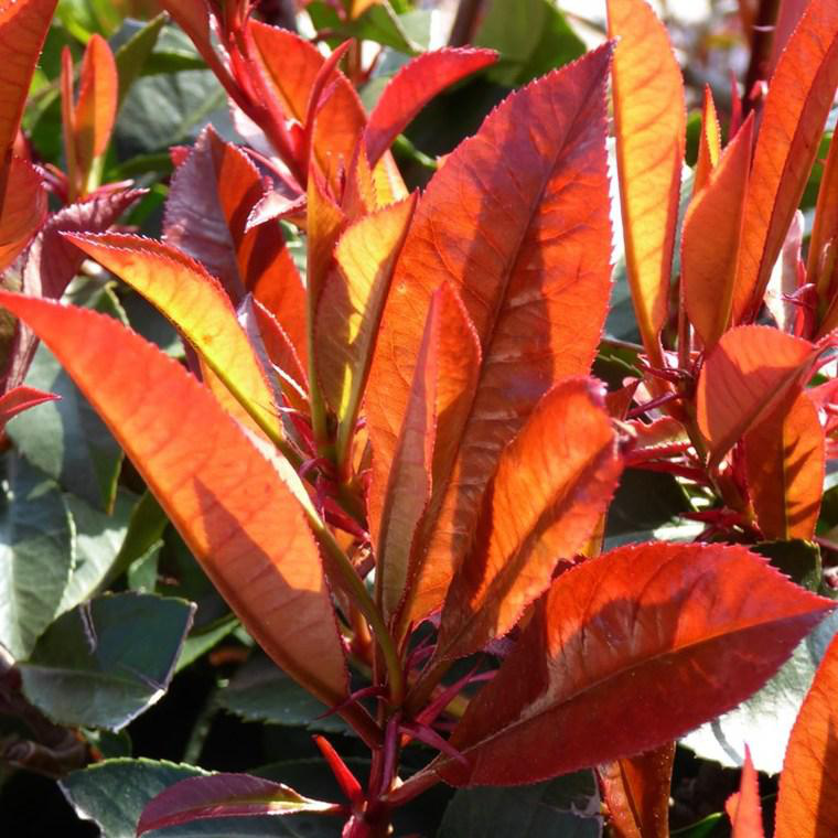 Photinia X Fraseri Red Robin 100/125. Le pot de 7,5 litres | botanic