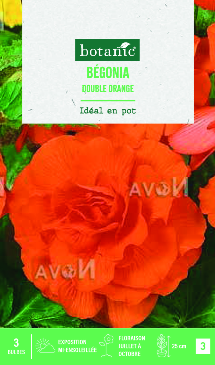 Bulbes de fleurs Bégonia double orange botanic® 3 bulbes botanic® — free download