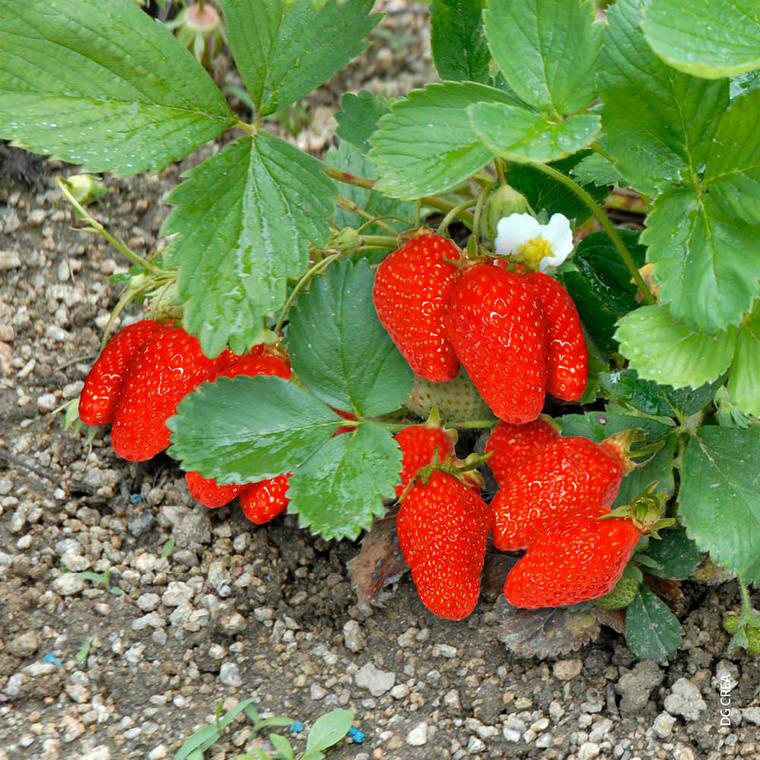 Fraisier Gariguette Bio Non Remontante. La barquette de 6 plants botanic® — free download