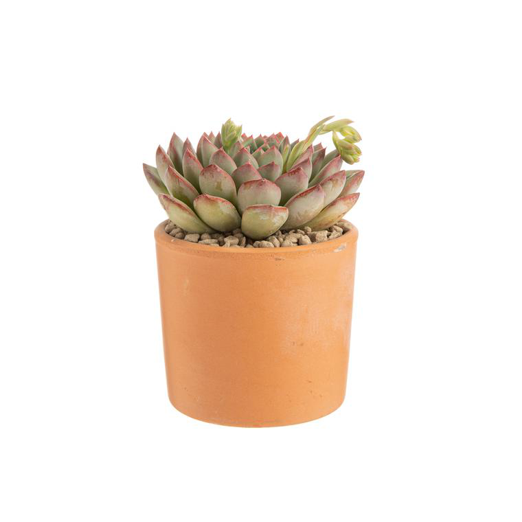 Sitemapcdatahttpsshopinf Inetcombotanic Pot Terre Cuite