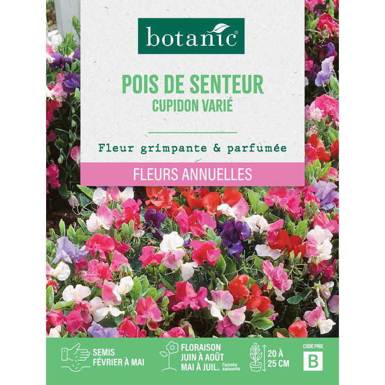 Graines de fleurs de Pois de senteur cupidon varié botanic® botanic® — free download