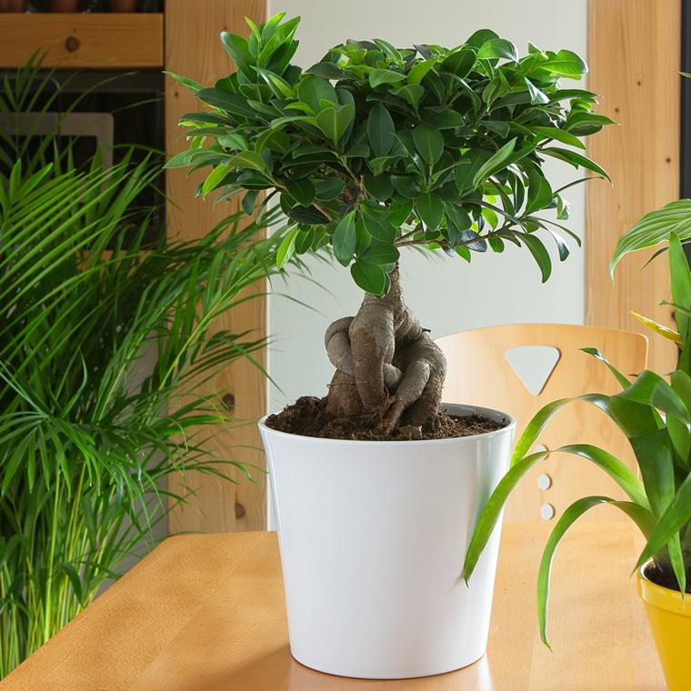 Ficus Microcarpa Ginseng En Pot - Plante Verte D'intérieur Made In Italy, Hauteur 50 Cm, Pot 17 Cm
