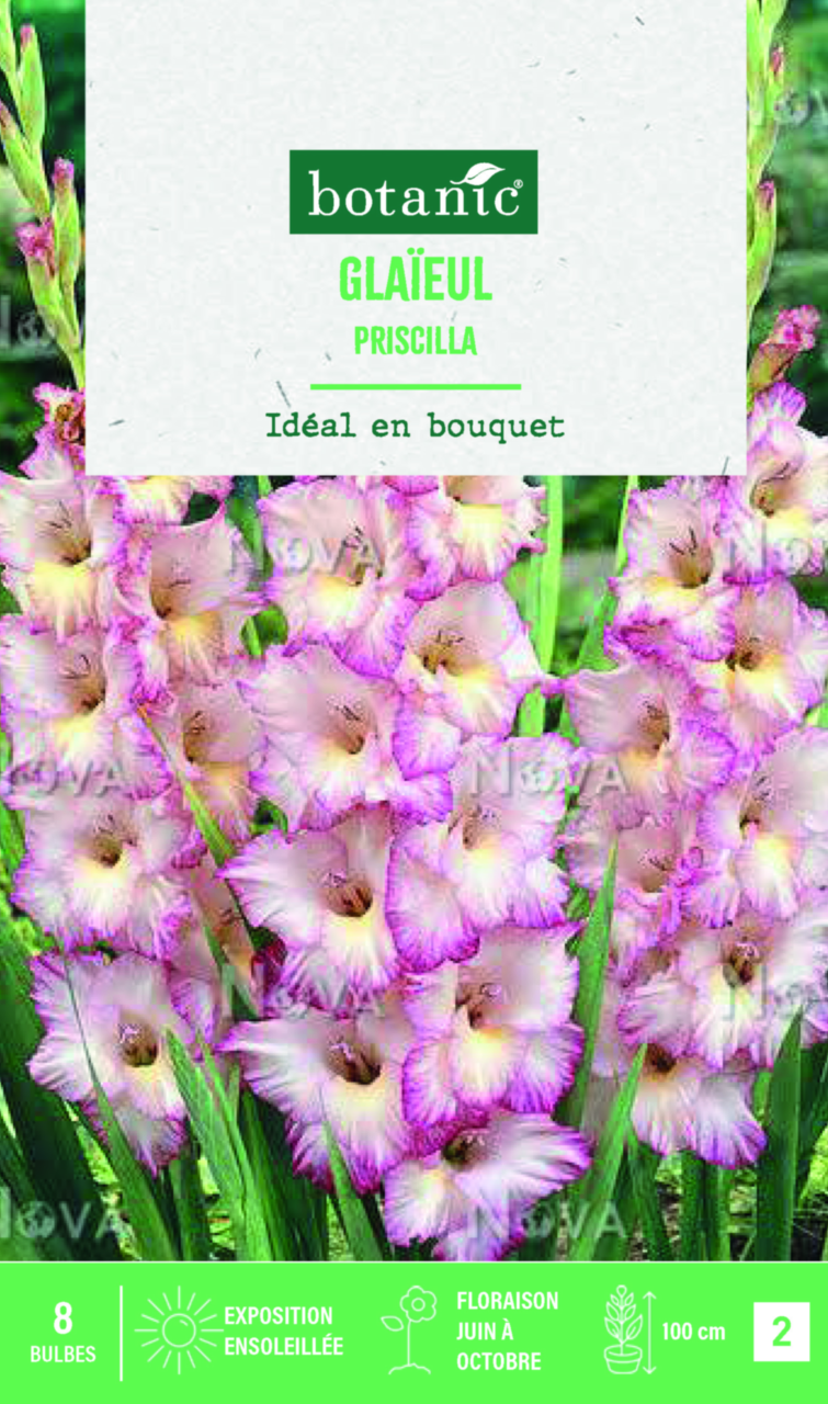 Bulbes Glaïeul MY LOVE - Lot De 10, Calibre 8/10, Fleurs Blanches Zébrées De Rose, Hauteur Jusqu'à 150 Cm, Plantation Printemps/automne - 12