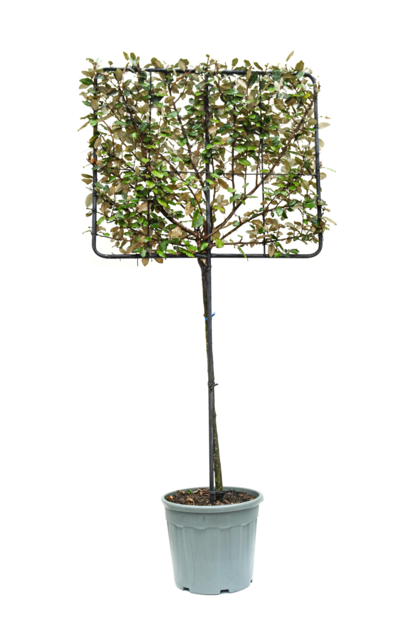 Sitemapcdatahttpsshopinf Inetcomphotinia Palisse Sur Tige
