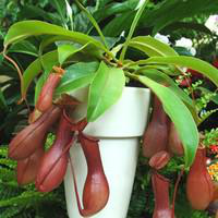 Plante carnivore Nepenthes vert. La suspension  14 cm | botanic