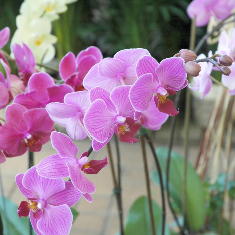 Lot De 3 Orchidées Phalaenopsis En Panier - Hauteur 35-45 Cm, Pot 12 Cm - Plante D'intérieur Fleurie, Sans Danger Pour Chats
