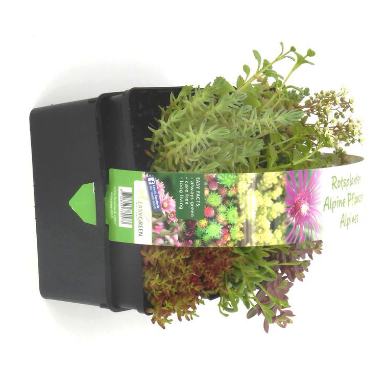 Graines Fleurs à Semer Graines Sedum Mélange - Minimum 300 Graines