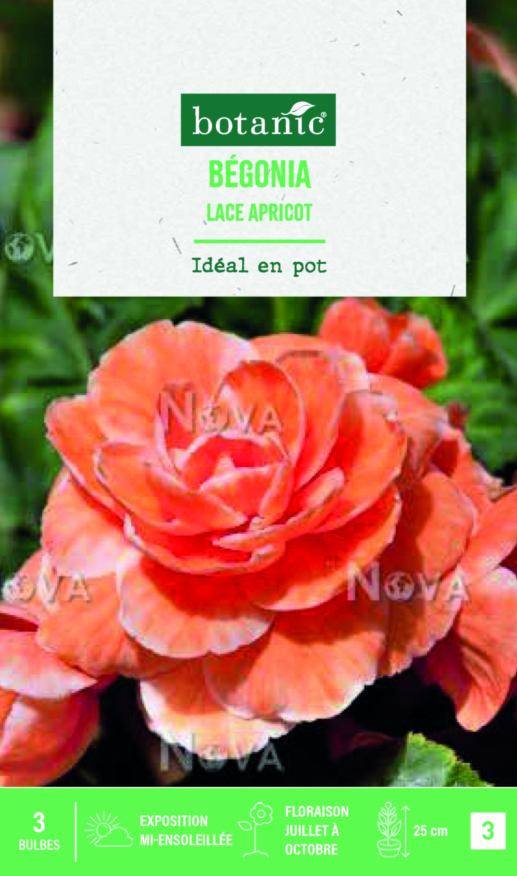 Bulbes de fleurs Bégonia Picotée Lace Apricot botanic® 3 bulbes — free download