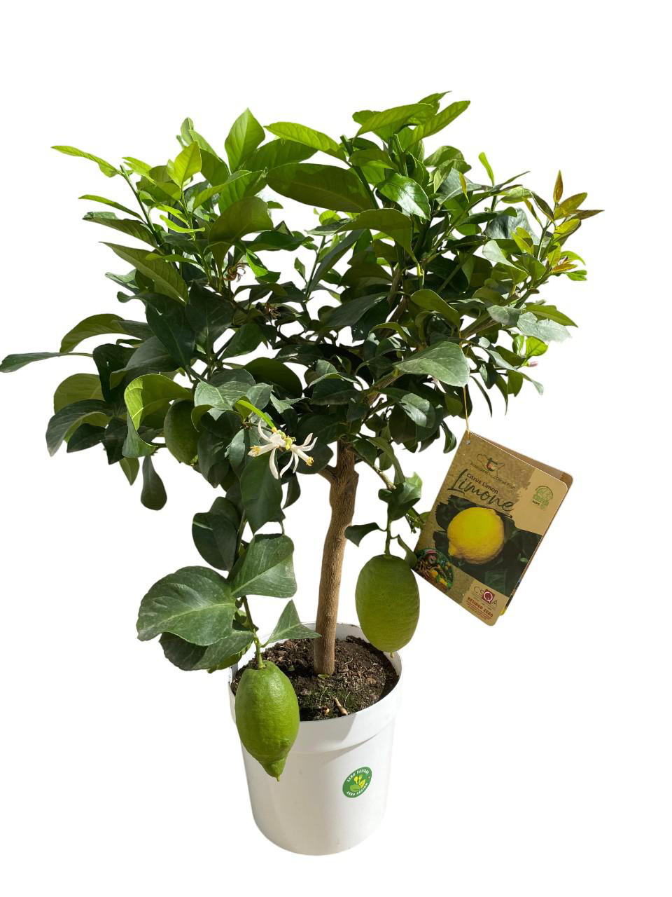 Citrus Limon 'Lunario' Greffé Sur Poncirus Trifoliata - Citronnier 4 Saisons En Conteneur 1-1,9L
