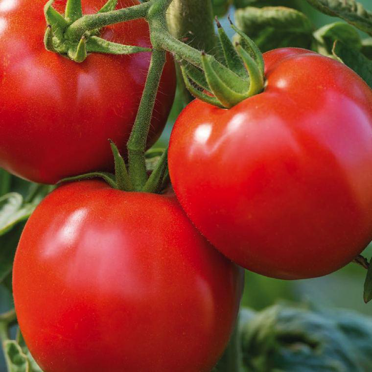 Tomate Ronde Cobra bio rouge. La barquette de 3 plants