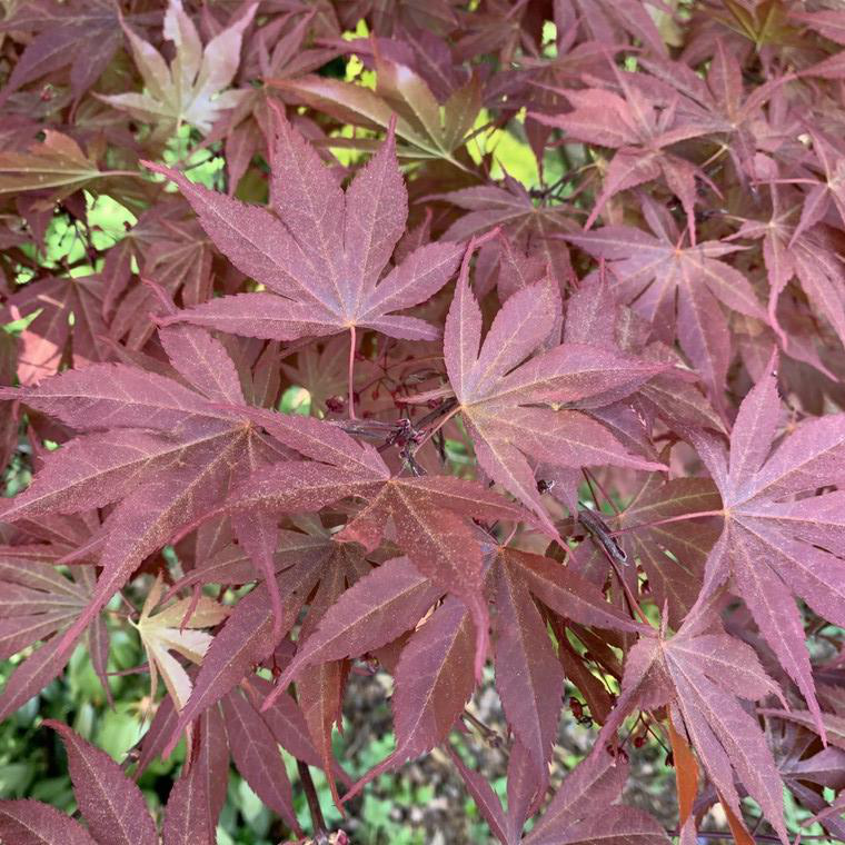 Érable du Japon rouge. Le pot de 3 litres