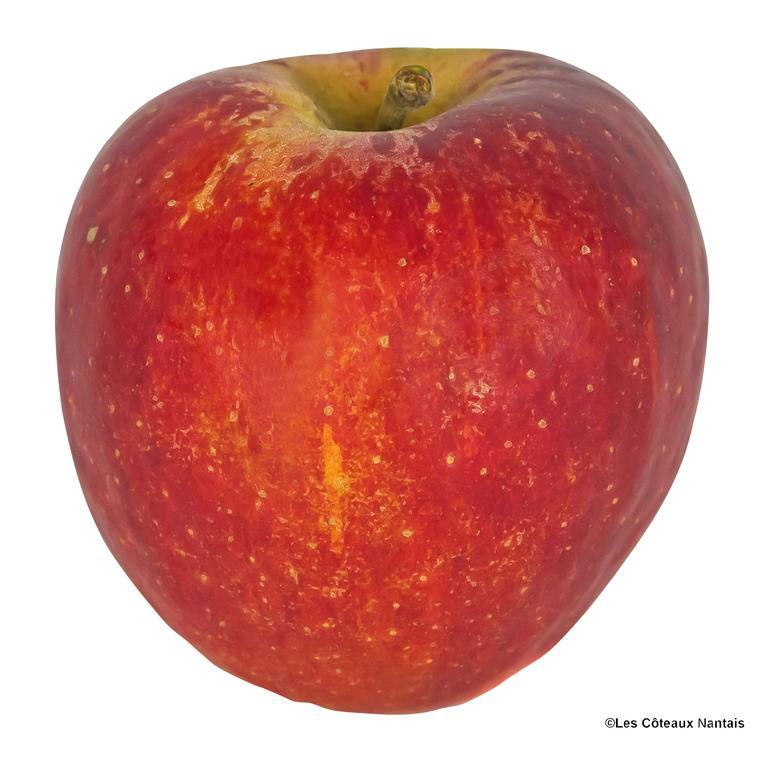 Pomme Dalyrian bio de France Prix au kg botanic® — free download