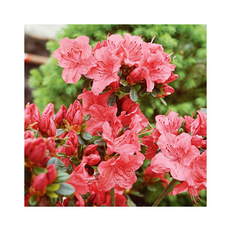 Azalée japonaise Glencora coloris rose. Le pot de 5 litres. | botanic®