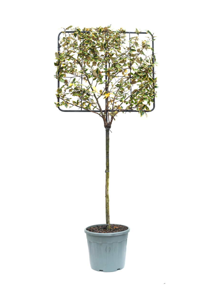 Sitemapcdatahttpsshopinf Inetcomphotinia Palisse Sur Tige